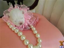 maltese puppy posted by Elegant Babies